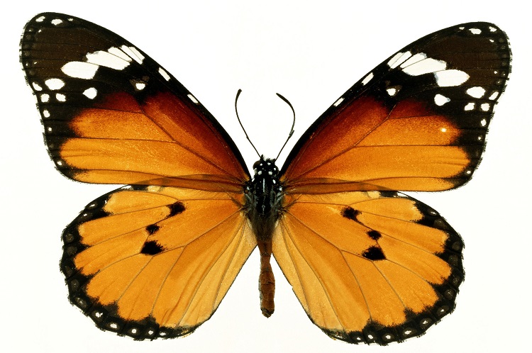 Alt
